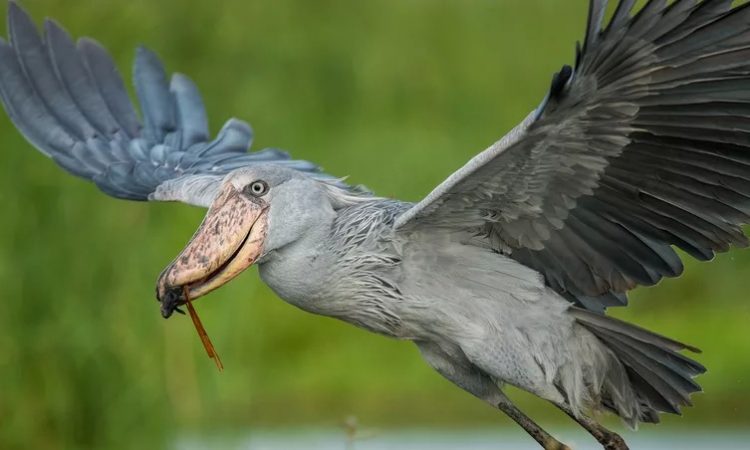 Birding safaris
