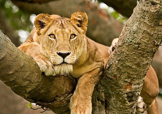 Kidepo Valley National Park
