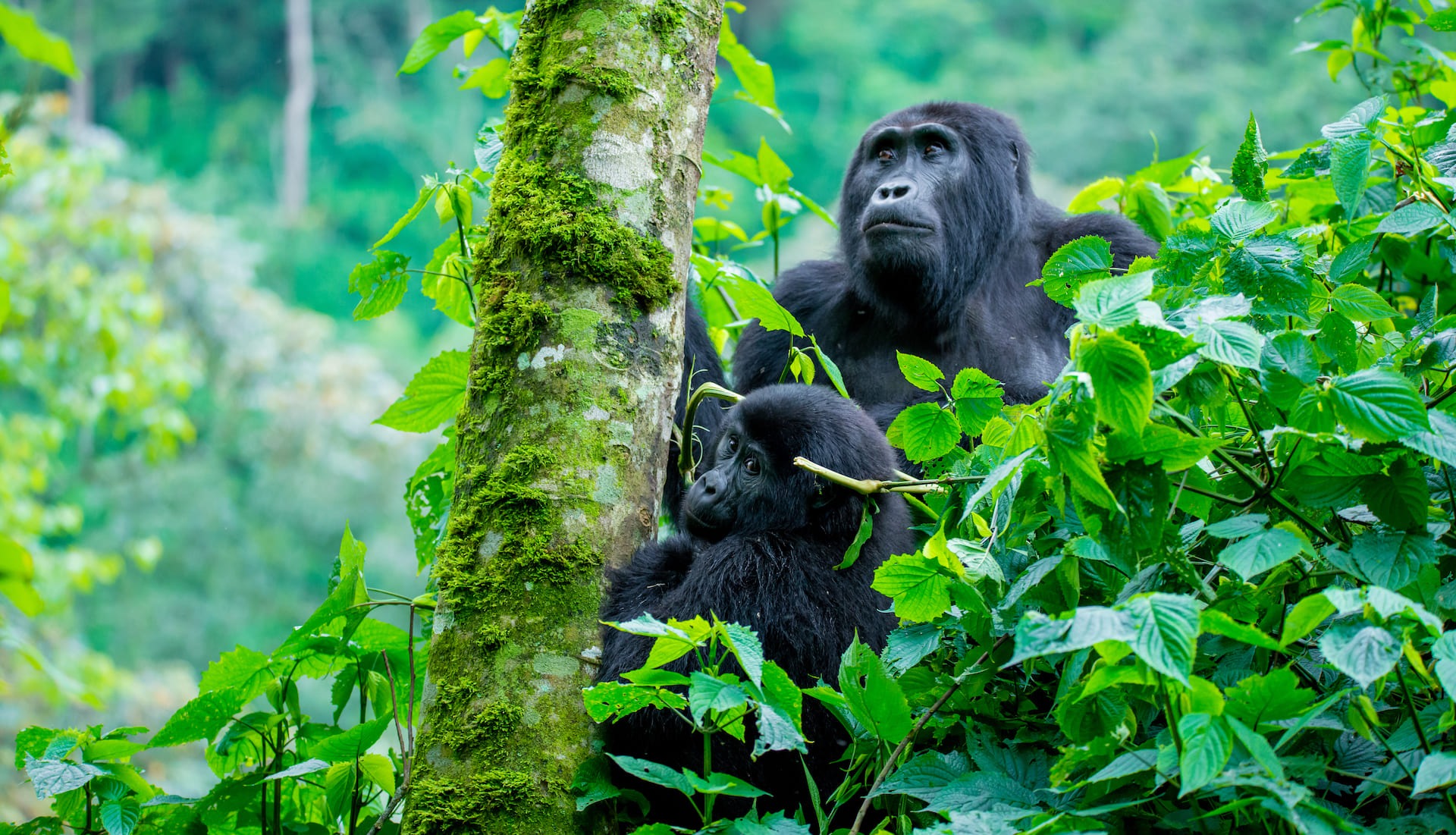 Bwindi Impenetrable National Park