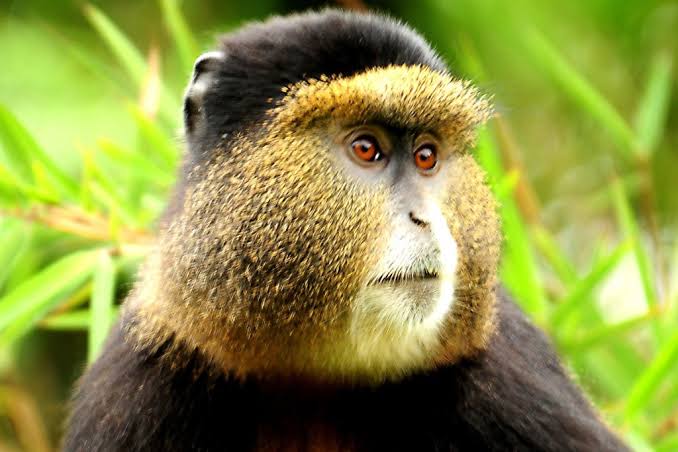 Akagera National Park