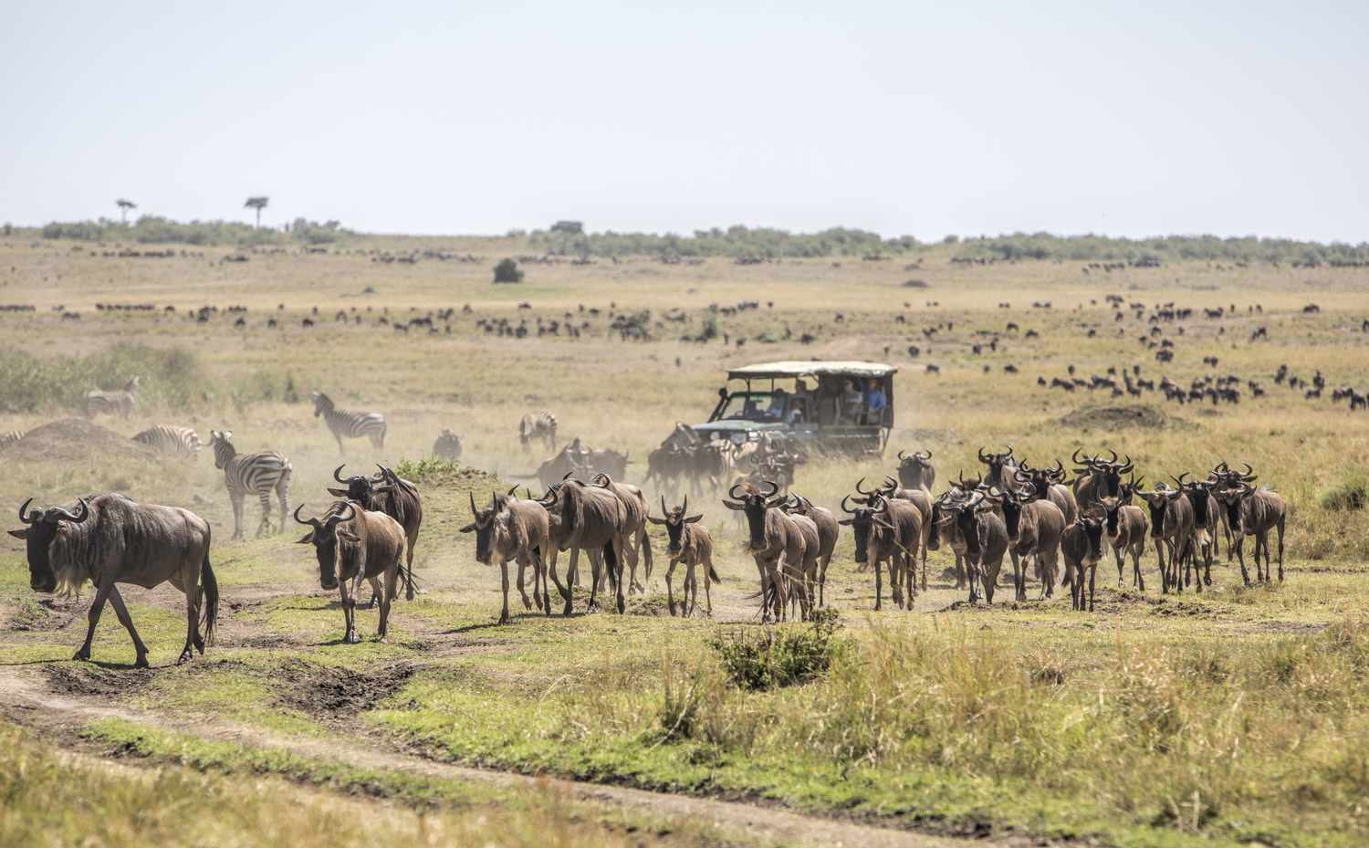 Masai Mara National Reserve