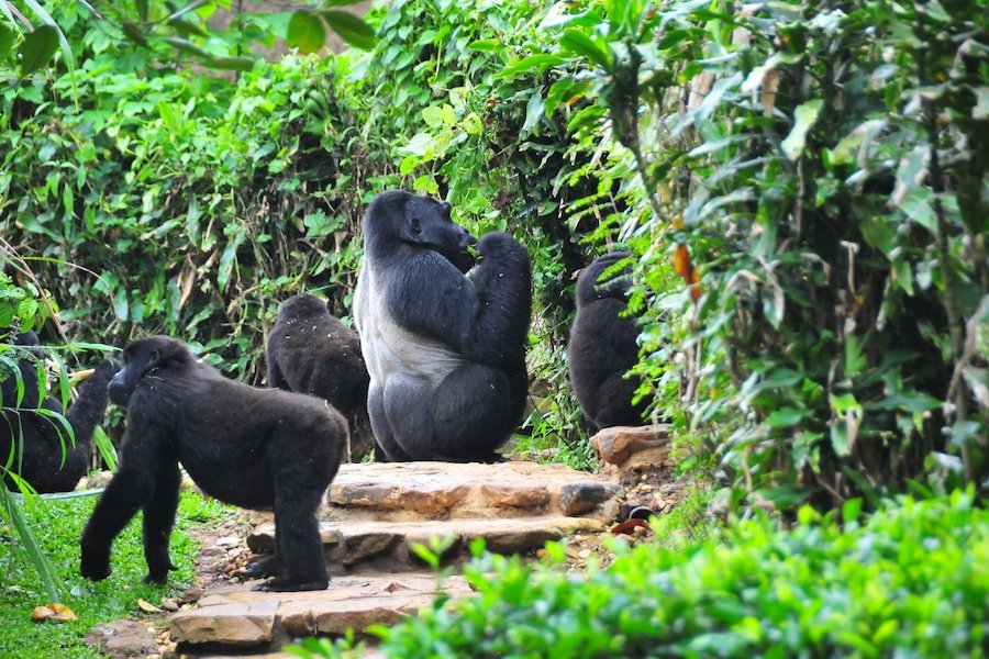 8 Days Gorillas and Rafting along the River Nile