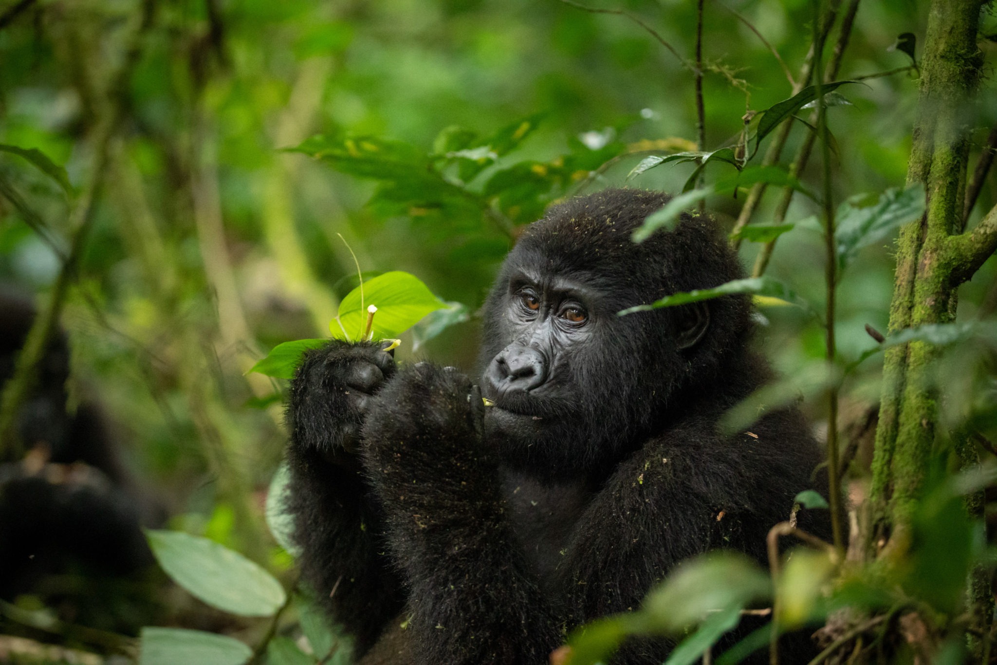 4 Days Gorillas in Bwindi South Uganda
